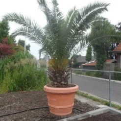 Canarische Dadelpalm (Phoenix Canariensis) -Aanbiedingen Tuin Verrassing Winkel phoenix canariensis 250 300 c500 solitair