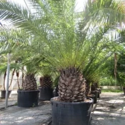 Canarische Dadelpalm (Phoenix Canariensis) -Aanbiedingen Tuin Verrassing Winkel phoenix canariensis 2