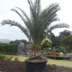 Canarische Dadelpalm (Phoenix Canariensis) -Aanbiedingen Tuin Verrassing Winkel phoenix canariensis 350 400 c1000 solitair 1