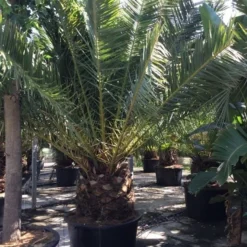Canarische Dadelpalm (Phoenix Canariensis) -Aanbiedingen Tuin Verrassing Winkel phoenix canariensis 350400cm 1