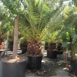 Canarische Dadelpalm (Phoenix Canariensis) -Aanbiedingen Tuin Verrassing Winkel phoenix canariensis 3
