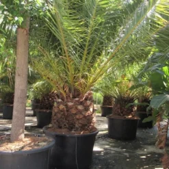 Canarische Dadelpalm (Phoenix Canariensis) -Aanbiedingen Tuin Verrassing Winkel phoenix canariensis 4