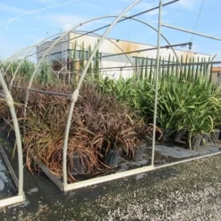 Nieuw Zeelands Vlas (Phormium Tenax 'Purpureum') -Aanbiedingen Tuin Verrassing Winkel phormium 1