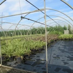 Nieuw Zeelands Vlas (Phormium Tenax) -Aanbiedingen Tuin Verrassing Winkel phormium 2