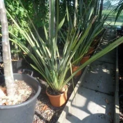Nieuw Zeelands Vlas (Phormium Tenax) -Aanbiedingen Tuin Verrassing Winkel phormium tenax c7