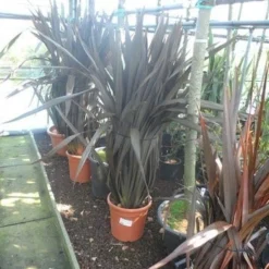 Nieuw Zeelands Vlas (Phormium Tenax 'Purpureum') -Aanbiedingen Tuin Verrassing Winkel phormium tenax purpureum 100 125 c25
