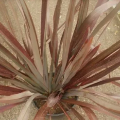 Nieuw Zeelands Vlas (Phormium Tenax 'Purpureum') -Aanbiedingen Tuin Verrassing Winkel phormium tenax purpureum 1 1