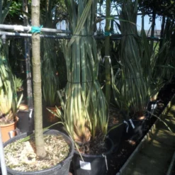 Nieuw Zeelands Vlas (Phormium Tenax 'Variegatum') -Aanbiedingen Tuin Verrassing Winkel phormium tenax variegatum 125 150 175 c50 70