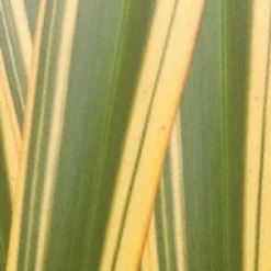 Nieuw Zeelands Vlas (Phormium Tenax 'Golden Ray') -Aanbiedingen Tuin Verrassing Winkel phorniumtenaxgr01 2