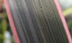 Nieuw Zeelands Vlas (Phormium Tenax 'Pink Stripe') -Aanbiedingen Tuin Verrassing Winkel phorniumtenaxps01 2