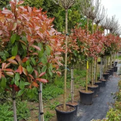Glansmispel Op Stam (Photinia Fraseri 'Red Robin') -Aanbiedingen Tuin Verrassing Winkel photinia