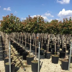 Glansmispel Op Stam (Photinia Fraseri 'Red Robin') -Aanbiedingen Tuin Verrassing Winkel photinia 120 140cm stam