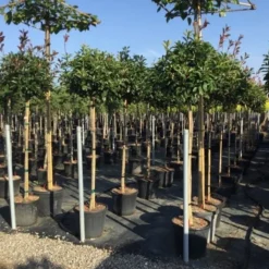 Glansmispel Op Stam (Photinia Fraseri 'Red Robin') -Aanbiedingen Tuin Verrassing Winkel photinia 120 140cm stam 2