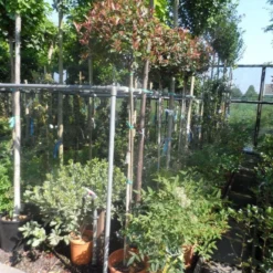 Glansmispel Op Stam (Photinia Fraseri 'Little Red Robin') -Aanbiedingen Tuin Verrassing Winkel photinia fraseri little red robin 150stam c20