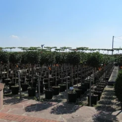 Glansmispel Op Stam (Photinia Fraseri 'Little Red Robin') -Aanbiedingen Tuin Verrassing Winkel photinia fraseri little red robin halfstam