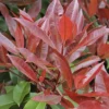 Glansmispel Als Boom (Photinia Fraseri 'Red Robin')