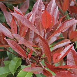 Glansmispel, Pyramide (Photinia Fraseri 'Red Robin' ) -Aanbiedingen Tuin Verrassing Winkel photinia fraseri red robin01 5