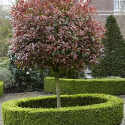 Glansmispel Als Boom (Photinia Fraseri 'Red Robin') -Aanbiedingen Tuin Verrassing Winkel photinia fraseri red robin02
