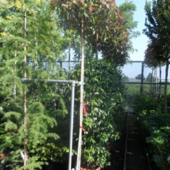 Glansmispel Als Boom (Photinia Fraseri 'Red Robin') -Aanbiedingen Tuin Verrassing Winkel photinia fraseri red robin 10 12ho cont