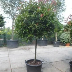 Glansmispel Op Stam (Photinia Fraseri 'Red Robin') -Aanbiedingen Tuin Verrassing Winkel photinia fraseri red robin 100stam c160 solitair