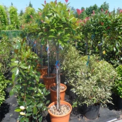 Glansmispel Op Stam (Photinia Fraseri 'Red Robin') -Aanbiedingen Tuin Verrassing Winkel photinia fraseri red robin 100stam c20
