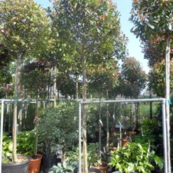 Glansmispel Als Boom (Photinia Fraseri 'Red Robin') -Aanbiedingen Tuin Verrassing Winkel photinia fraseri red robin 12 14 16ho cont