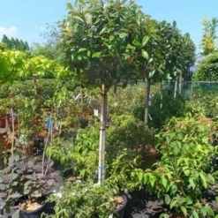 Glansmispel Op Stam (Photinia Fraseri 'Red Robin') -Aanbiedingen Tuin Verrassing Winkel photinia fraseri red robin 120stam c50 extra