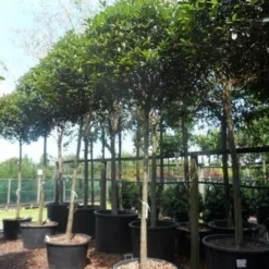 Glansmispel Als Boom (Photinia Fraseri 'Red Robin') -Aanbiedingen Tuin Verrassing Winkel photinia fraseri red robin 18 20ho c160