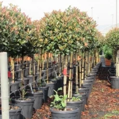 Glansmispel Op Stam (Photinia Fraseri 'Red Robin') -Aanbiedingen Tuin Verrassing Winkel photinia fraseri red robin halfstam 6