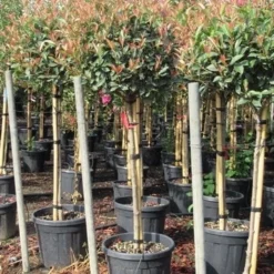 Glansmispel Op Stam (Photinia Fraseri 'Red Robin') -Aanbiedingen Tuin Verrassing Winkel photinia fraseri red robin halfstam 7