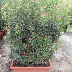 Glansmispel Als Leivorm (Photinia Fraseri 'Red Robin') -Aanbiedingen Tuin Verrassing Winkel photinia fraseri red robin leivorm 80x120