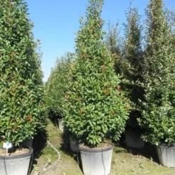 Glansmispel, Pyramide (Photinia Fraseri 'Red Robin' ) -Aanbiedingen Tuin Verrassing Winkel photinia fraseri red robin piramide