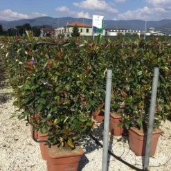Glansmispel Als Leivorm (Photinia Fraseri 'Red Robin') -Aanbiedingen Tuin Verrassing Winkel photinia lage leivorm c18