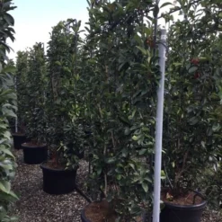 Glansmispel Als Leivorm (Photinia Fraseri 'Red Robin') -Aanbiedingen Tuin Verrassing Winkel photinia lage leivorm c60