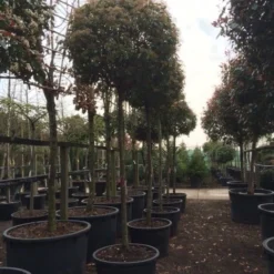 Glansmispel Als Boom (Photinia Fraseri 'Red Robin') -Aanbiedingen Tuin Verrassing Winkel photinia red robin 2025