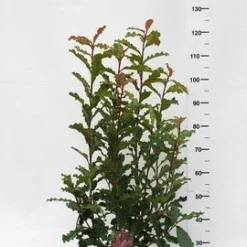 Glansmispel (Photinia Serratifolia ‘Crunchy’) -Aanbiedingen Tuin Verrassing Winkel photinia serratifolia crunchy week 45 2019 1600x1200