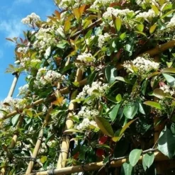 Glansmispel Als Leiboom (Photinia Fraseri 'Red Robin') 9 Glansmispel Als Leiboom (Photinia Fraseri 'Red Robin') -Aanbiedingen Tuin Verrassing Winkel photinialeiboom01