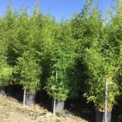 Bamboe (Phyllostachys Aurea) -Aanbiedingen Tuin Verrassing Winkel phyllostachus aurea 150 200cm