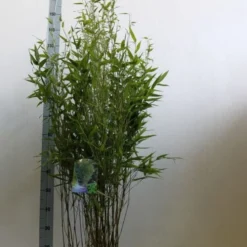 Bamboe (Phyllostachys Bissetii) -Aanbiedingen Tuin Verrassing Winkel phyllostachus bissetii 100 125 cm co. 10l kopie