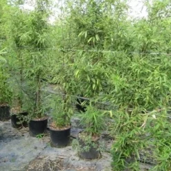 Bamboe (Phyllostachys Aurea) -Aanbiedingen Tuin Verrassing Winkel phyllostachys