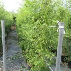 Bamboe (Phyllostachys Aurea) -Aanbiedingen Tuin Verrassing Winkel phyllostachys 2