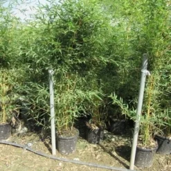 Bamboe (Phyllostachys Aureosulcata 'Spectabilis') -Aanbiedingen Tuin Verrassing Winkel phyllostachys 3 1