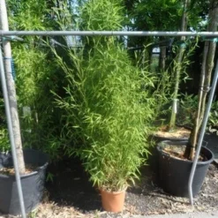 Bamboe (Phyllostachys Aurea) -Aanbiedingen Tuin Verrassing Winkel phyllostachys aurea 150 175 c12