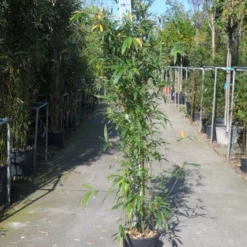 Bamboe (Phyllostachys Aurea) -Aanbiedingen Tuin Verrassing Winkel phyllostachys aurea 150 200 c12