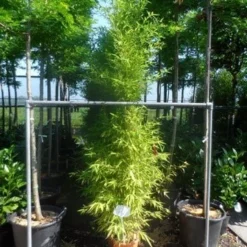 Bamboe (Phyllostachys Aurea) -Aanbiedingen Tuin Verrassing Winkel phyllostachys aurea 175 200 c12