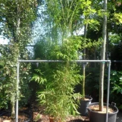 Bamboe (Phyllostachys Aurea) -Aanbiedingen Tuin Verrassing Winkel phyllostachys aurea 175 200 c20