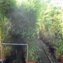 Bamboe (Phyllostachys Aurea) -Aanbiedingen Tuin Verrassing Winkel phyllostachys aurea 200 250 c25