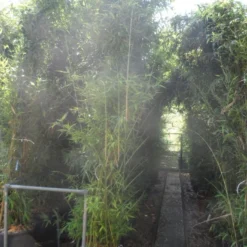 Bamboe (Phyllostachys Aurea) -Aanbiedingen Tuin Verrassing Winkel phyllostachys aurea 250 300 c35