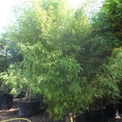 Bamboe (Phyllostachys Aurea) -Aanbiedingen Tuin Verrassing Winkel phyllostachys aurea 300 400 c160 200 extra