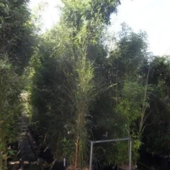 Bamboe (Phyllostachys Aurea) -Aanbiedingen Tuin Verrassing Winkel phyllostachys aurea 350 400 c50 70